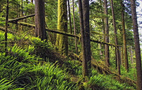 trees nature outdoors woods bc britishcolumbia vancouverisland westcoast westerncanada carmanahwalbranprovincialpark