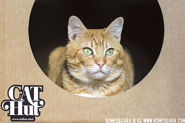 Bloquear botella Bajar Cat Hut, la caja de carton para gatos más exclusiva – Romeo&Gara