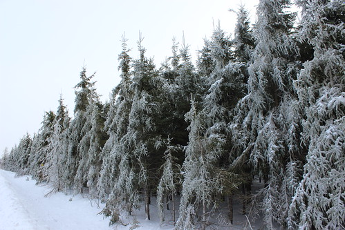 winter snow canada tree quebec hiver québec neige qc lotbinière