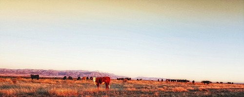 mountain grass sunrise project colorado cattle samsung galaxy co april 365 pikespeak s6 2016 project365