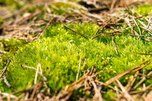 forest moss woods poland polska