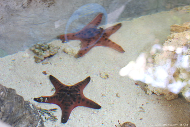 Singapore River Safari starfish