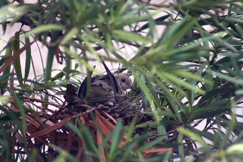 oregon nest or mourningdove zenaidamacroura jacksoncounty