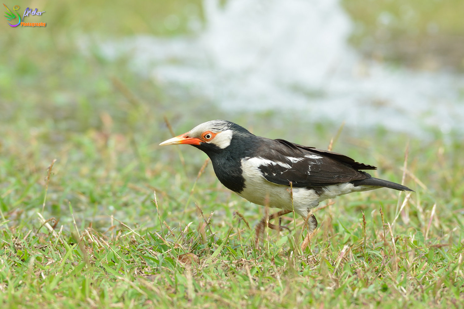 Asian_Pied_Starling_1527