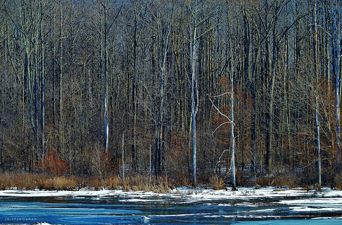 trees winter snow ice forest landscape woods nikon 300mm wetlands waterscape hamon muscatatuck d3200