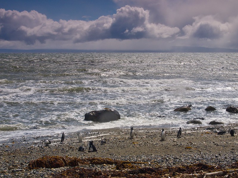 De Tierra del Fuego a Puerto Natales - Por el sur del mundo. CHILE (14)