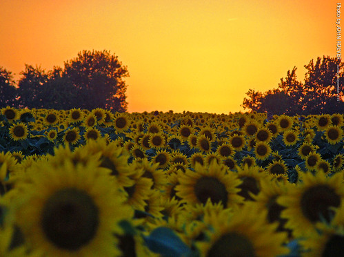 field evening september sunflowers sunflower kansas latesummer aftersunset 2015 sunflowerfield leavenworthcounty grinterfarms september2015