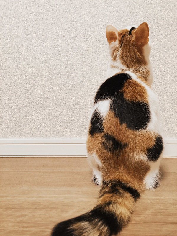 ぼんやりと壁を眺める😑 #cat #cats #catsofinstagram #catstagram #instacat #instagramcats #neko #nekostagram #猫 #ねこ #ネコ# #ネコ部 #猫部 #ぬこ #にゃんこ #ふわもこ部