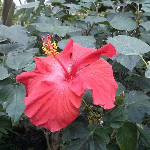 Red hibiscus #toronto #allangardens #gardens #flowers  #red #hibiscus