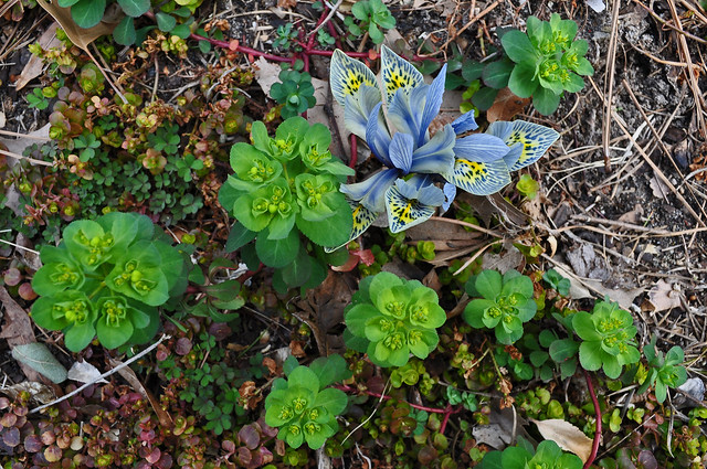 Iris 'Katharine Hodgkin'  and Euphorbia helioscopia (1)