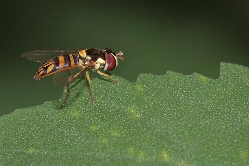 insectos flies moscas ef100mmf28macrousm allograptaobliqua canoneos700d canoneosrebelt5i