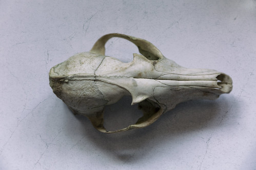 forest skull eifel fox bone cranium find glasseyesview