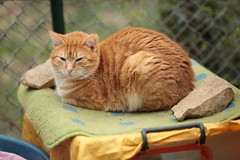 Rusty cat - Photo of Gorniès