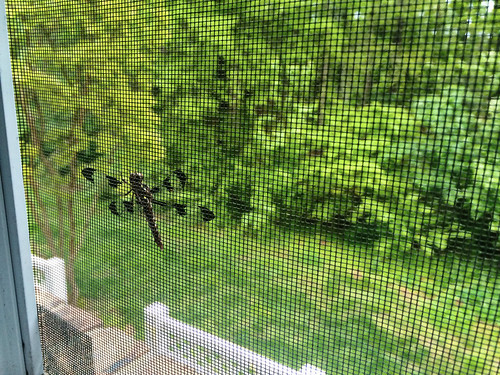 Dragonfly Window Friend (May 1 2015)