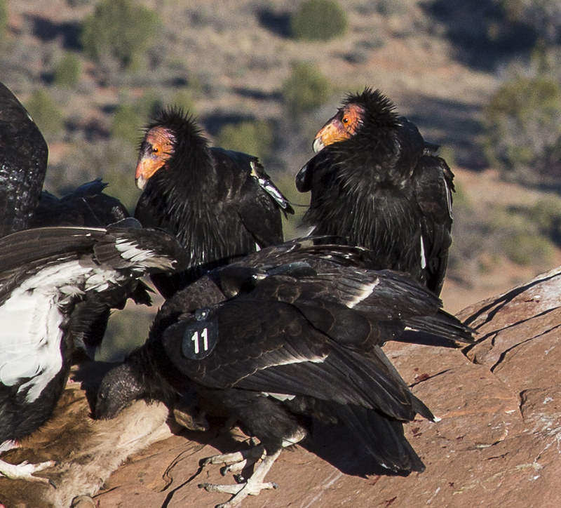 Vermilion Cliffs National Monument - Condor Viewing Site