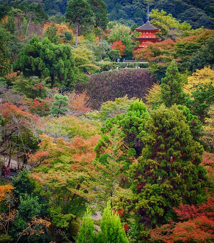 japan forest landscape temple fallcolors scenic