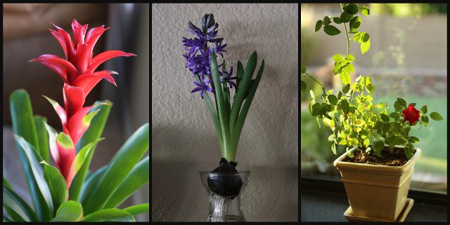 indoor flower collage