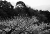 Photo：20160227 Inabe Agricultural Park 6 By BONGURI