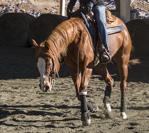 horse lope quarterhorse reining pentaxk3ii