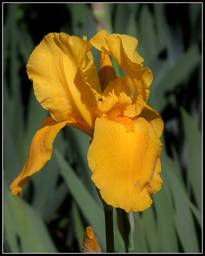 Iris jaune d'or 1 bitone - Claire [identification non terminée] 24816222161_3c8d6487f8