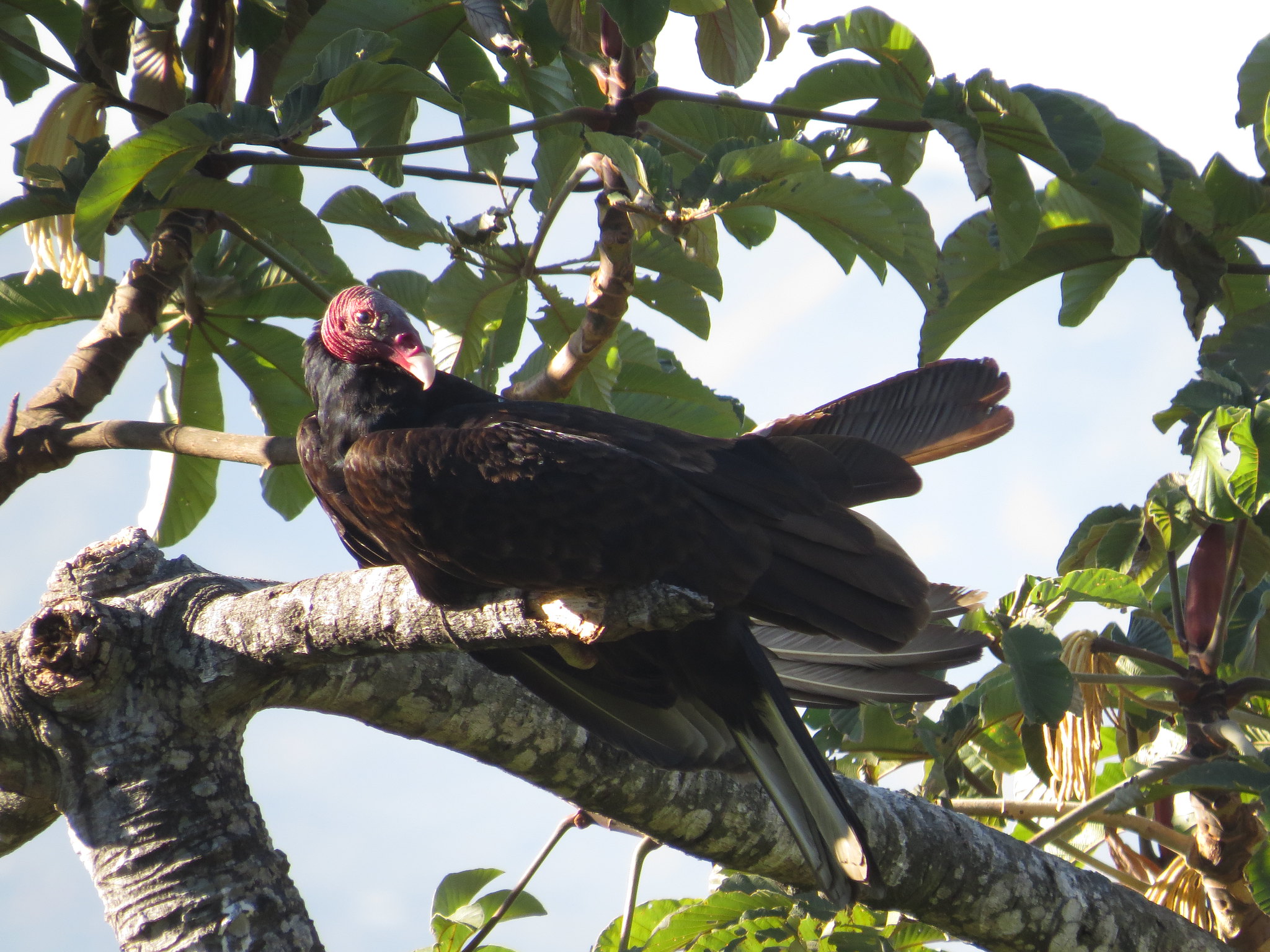 Turkey Vulture by Seth Inman - La Paz Group