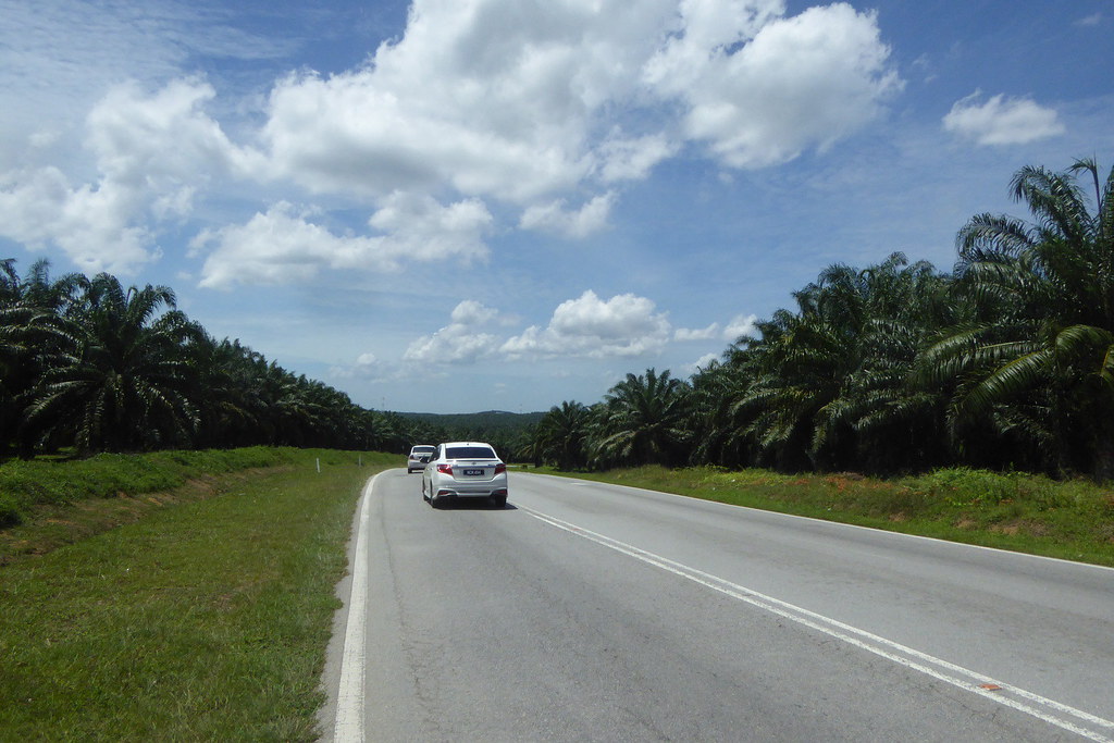 Road through palm oil plantations