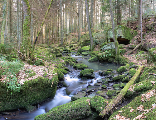tree creek wasser bach wald schwarzwald baum moos badenwürttemberg badliebenzell calw nadelwald monbachtal monakam monbach