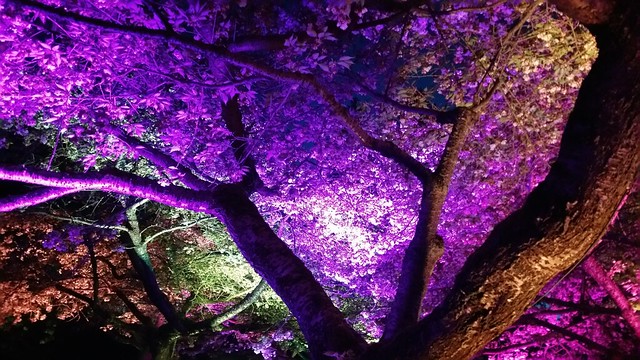 2016-Apr-1 - Sakura Illumination