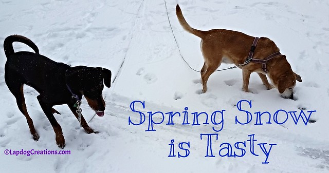 Spring Snow is Tasty #NewEngland #SpringSnow #dogsplayinginsnow #Lapdog Creations ©LapdogCreations