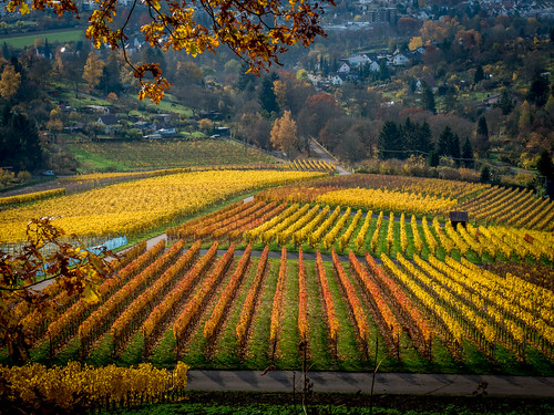 autumn germany de landscape deutschland vineyard herbst weinberg heilbronn badenwürttemberg