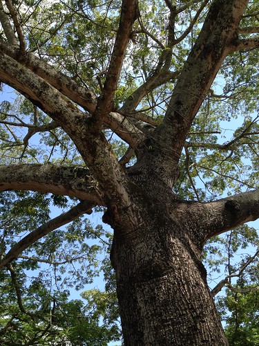 tronco grande hojas ricaute verdes flickr iphone hermoso naturaleza antiguo parque árbol