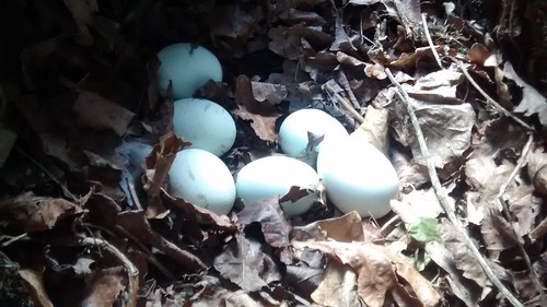eggs Feb 16