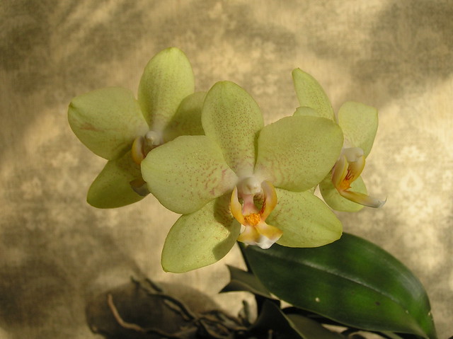 Phalaenopsis cv.