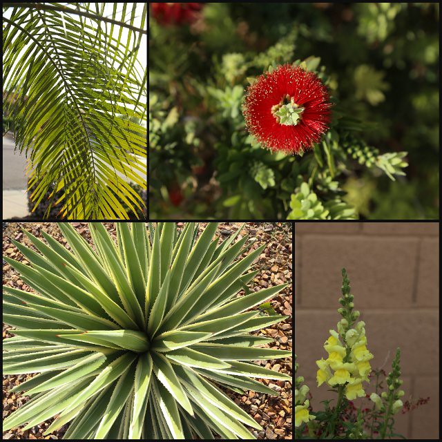 plants collage