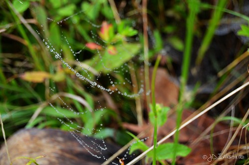 naturaleza lluvia gotas araña tela