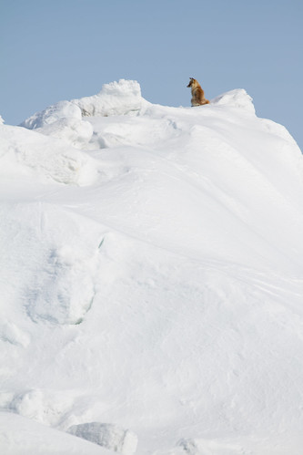 sea snow ice nature russia wildlife fox sakhalin снег лед лисица сахалин лиса canoneos7d canonef70300mmf456lisusm ©alexanderalechits