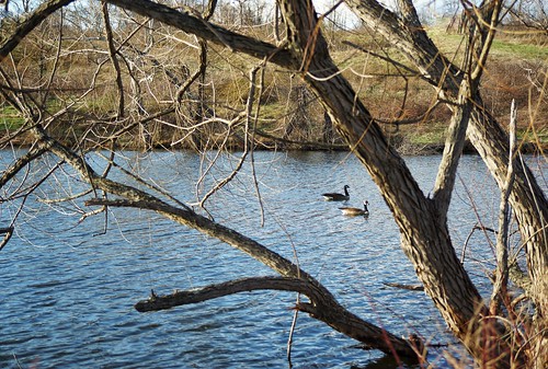 landscape geese pond day77366 366the2016edition 3662016 17mar16
