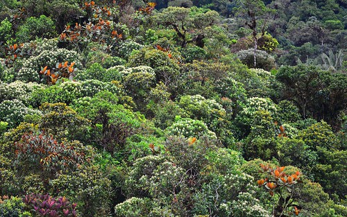 desktop trees plants peru southamerica landscape cloudforest featured northernandes altomayoreserve