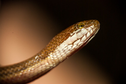 thailand snake wildlife watersnake d80 benmarshall sakaeratbiospherereserve