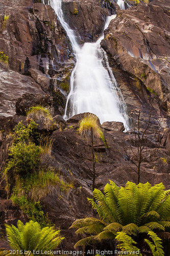 plant color tree vertical outdoors photography waterfall spring australia nopeople tasmania fallingwater stcolumbafalls northeasttasmania canoneos5dmarkii saintcolumbafallsstatereserve
