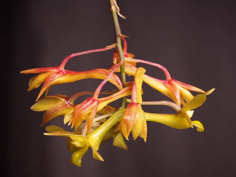 Dendrobium ionopus (or epidendropsis)? (older inflorescence)