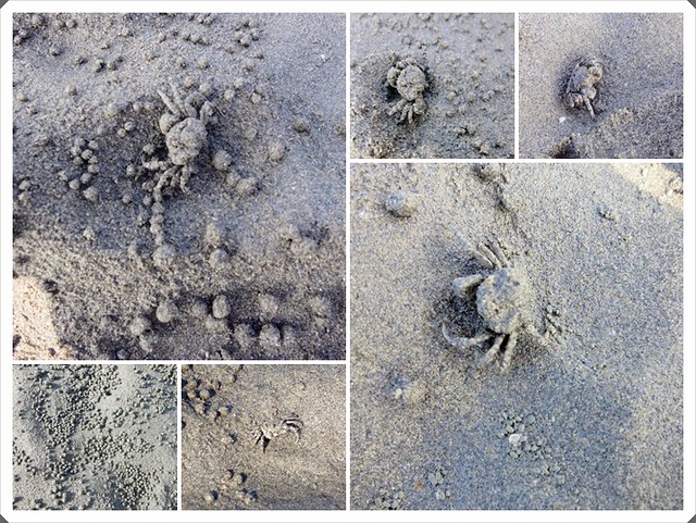 沙裡的螃蟹
