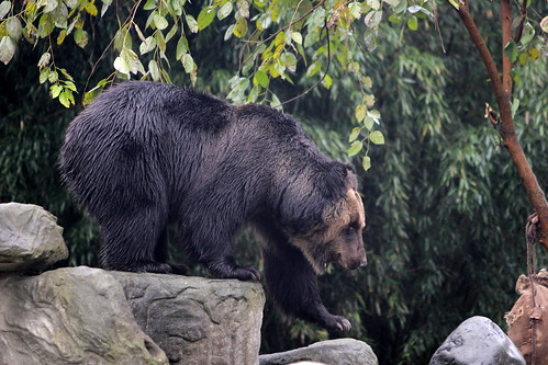 Ceasar loves to forage at her enclosure