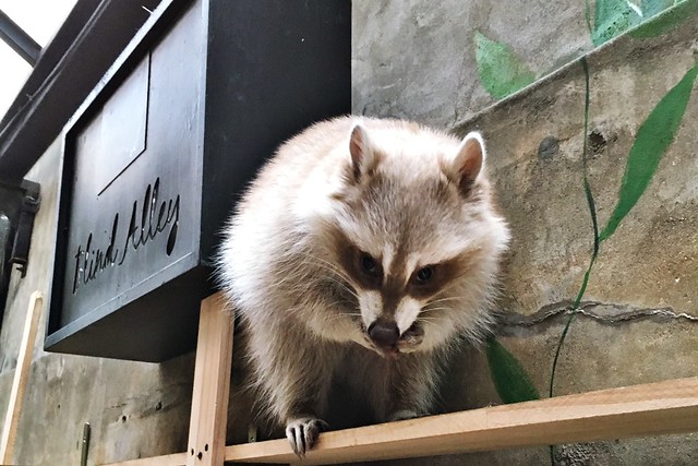 Blind Alley - Raccoon Cafe - Seoul, South Korea