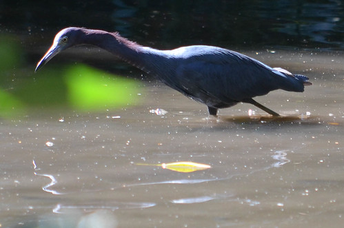 bird heron water costarica sanjose northamerica santaana zamoraestate