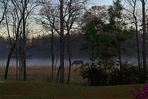 horse fog dawn