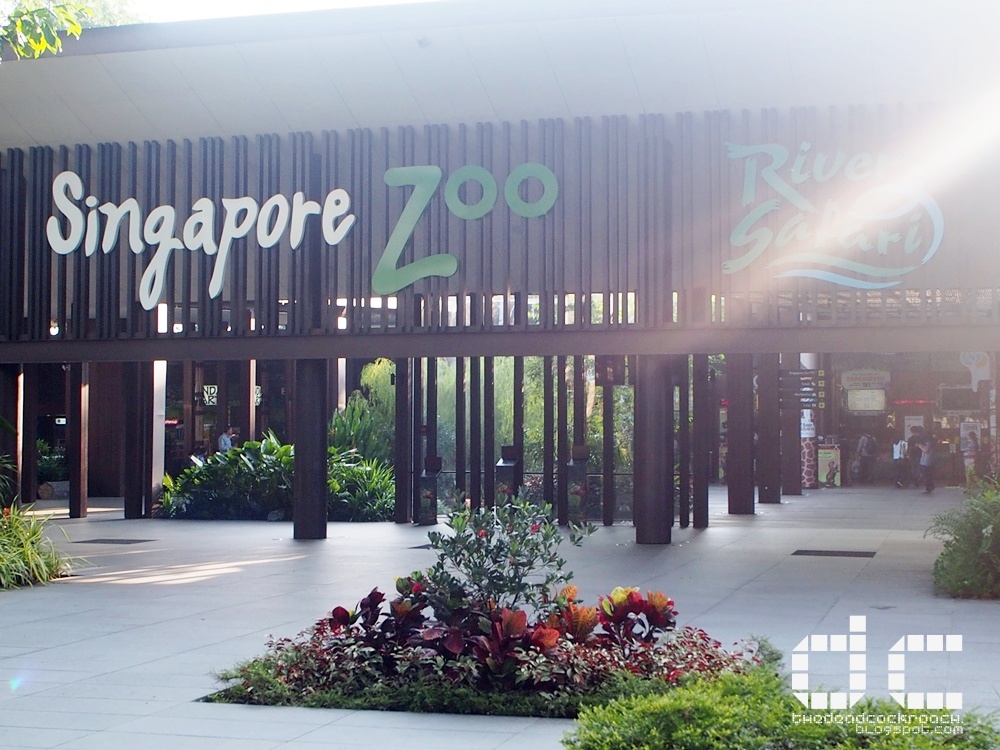 ah meng, giraffe, jubilee, orangutan, singapore, singapore zoo, wildlife reserves singapore, 动物园, 攻略, 新加坡, 新加坡动物园, 旅游, where to go in singapore