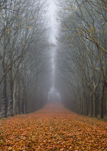 autumn mist france leaves fog forest 50mm nikon îledefrance parc sceaux d5100 davitkhutsishvili dkhphoto