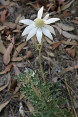 20160218_6372 white flower