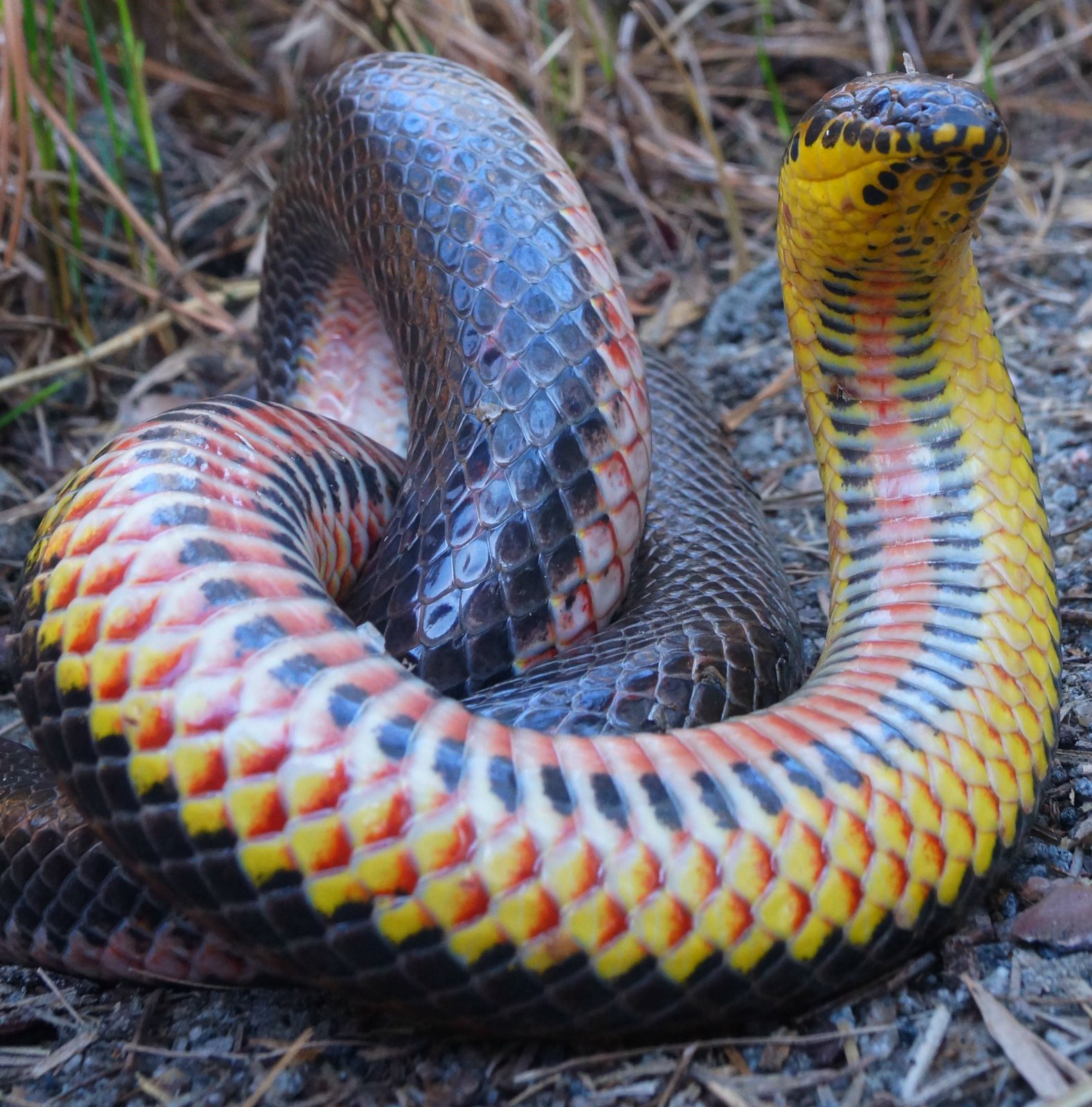 Покажи змею. Лучистая змея Xenopeltis Unicolor. Питон ядовитая змея. Южноафриканская щитковая Кобра. Ядовитая змея Анаконда.